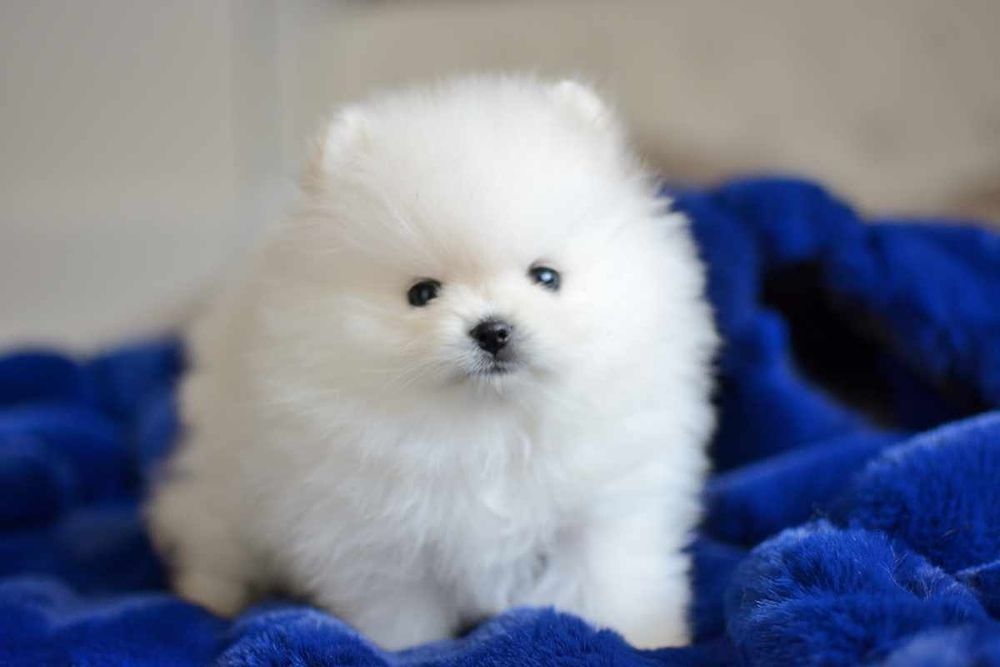 Pomeranian micro biały chłopak