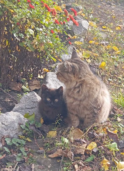 Алабай вбив маму