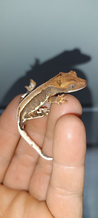 Gekon Orzęsiony młodziak