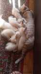 Gatinhos bebés para doar