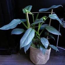 Филодендрон Черный принц, Біркін, розова принцеса, вайт, сільвер