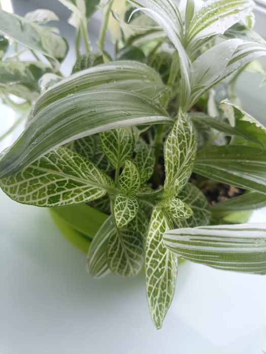 Набір квітів всі варієгатні. Піктус, Традесканція, Енджой, Фіттонія