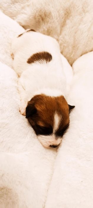 Jack Russell terrier - szczeniaki