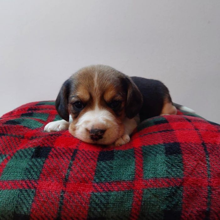 Szczeniak rasy beagle śliczna suczka