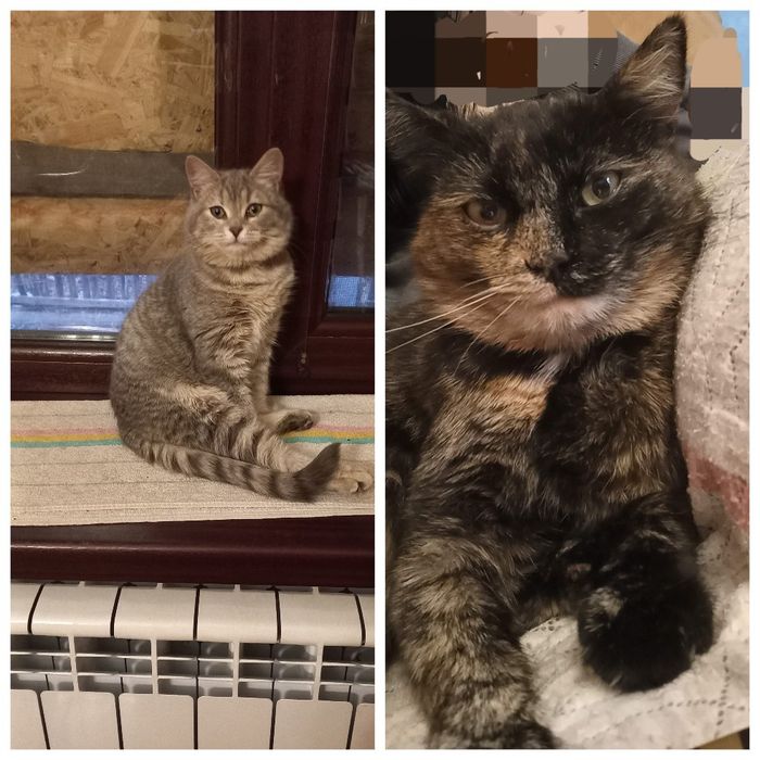 Помогите найти кошек