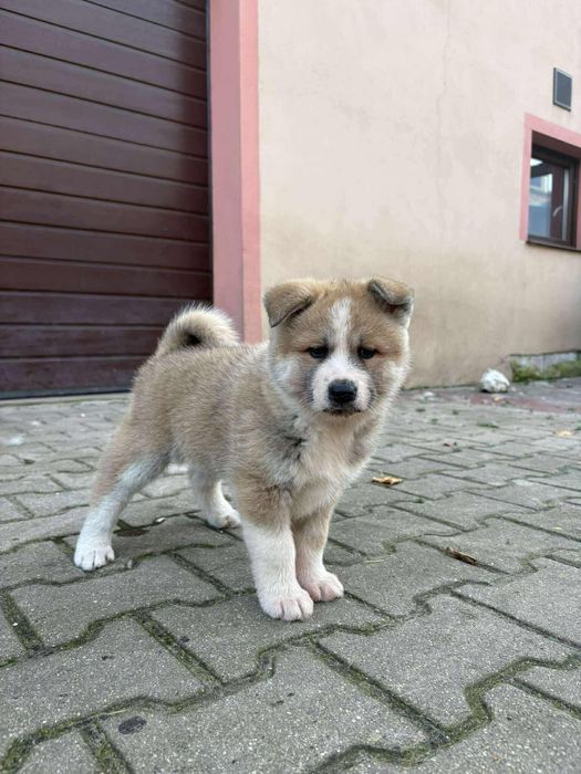 Akita Inu chip i rodowód