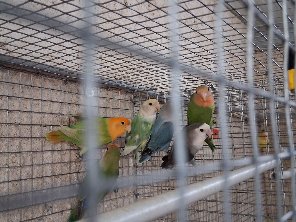 Roseicollis jovens
