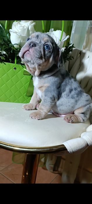 Мальчик лиловое мерле