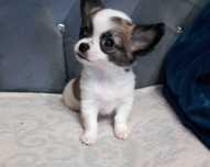 Piesek Chihuahua