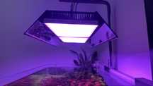CHIHIROS led rg  vivid 2 + gratis