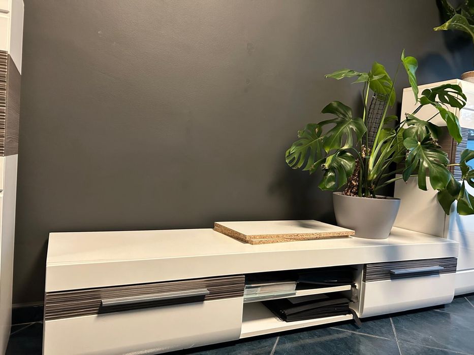 Mebloscianka biala w polysku