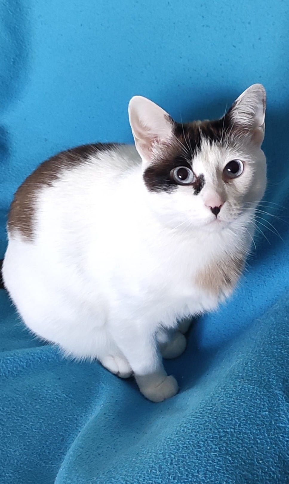 Ofereço gatinha linda