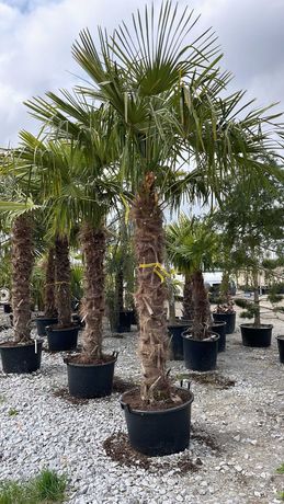 Palma mrozoodporna - Trachycarpus Fortunei - od 1 m do 5 m
