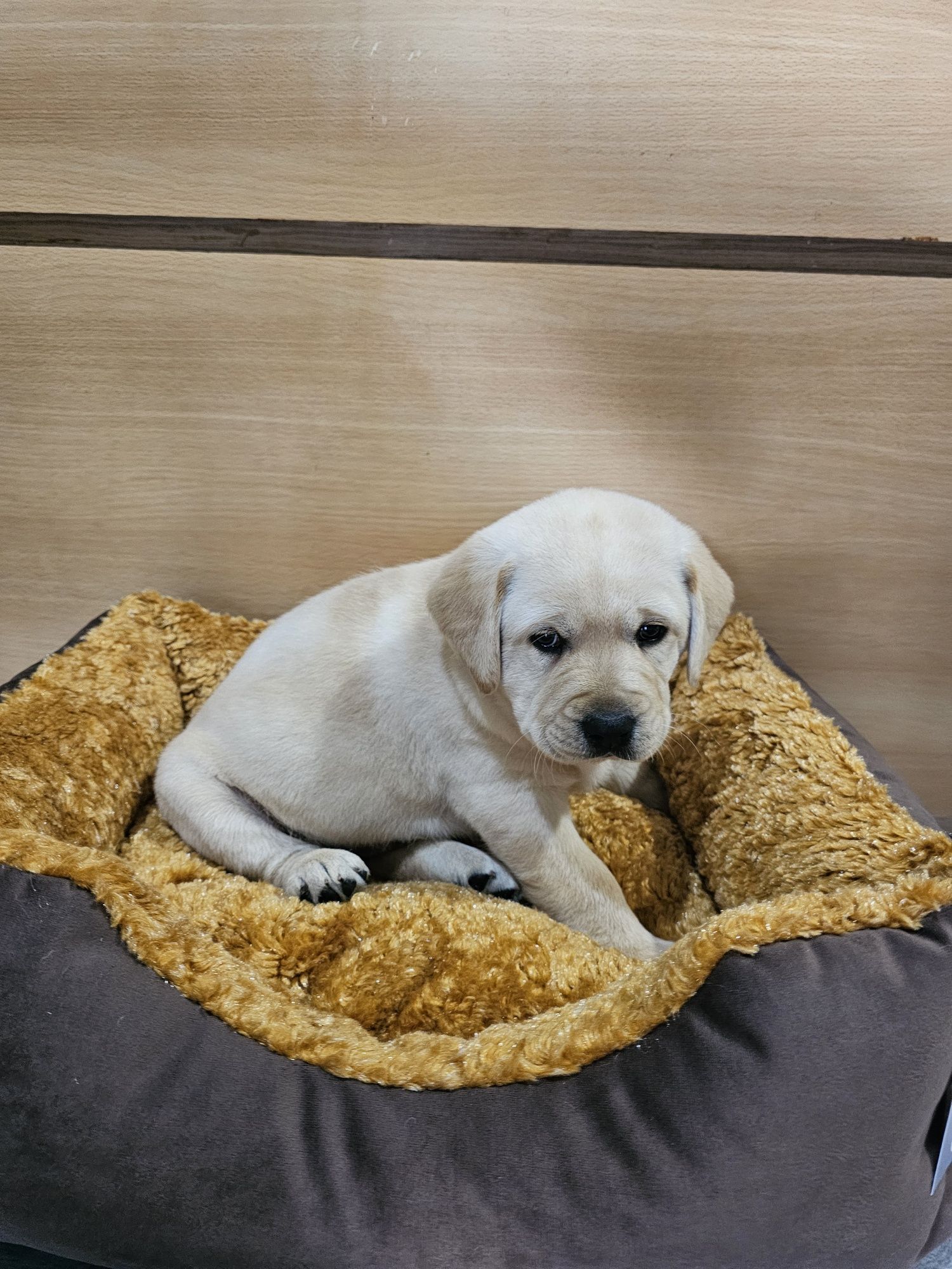 Labrador fêmea pura