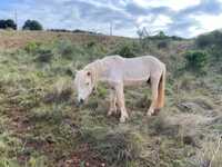 Ponei palomino 4 anos