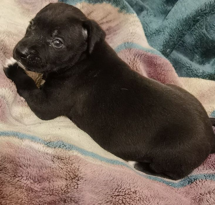 Отдам даром щенков