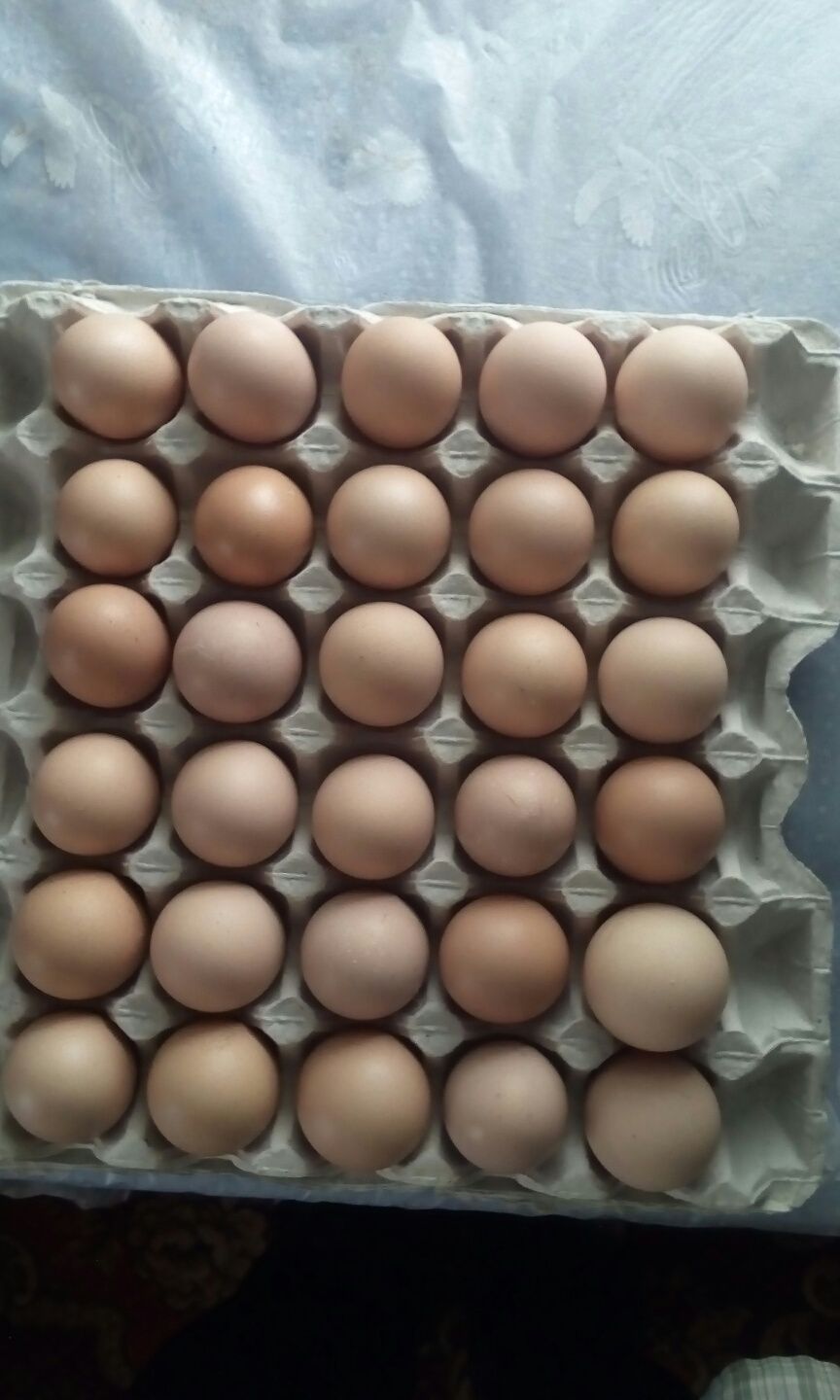 Продаю домашні кур'ячі яйця ( харчові ).