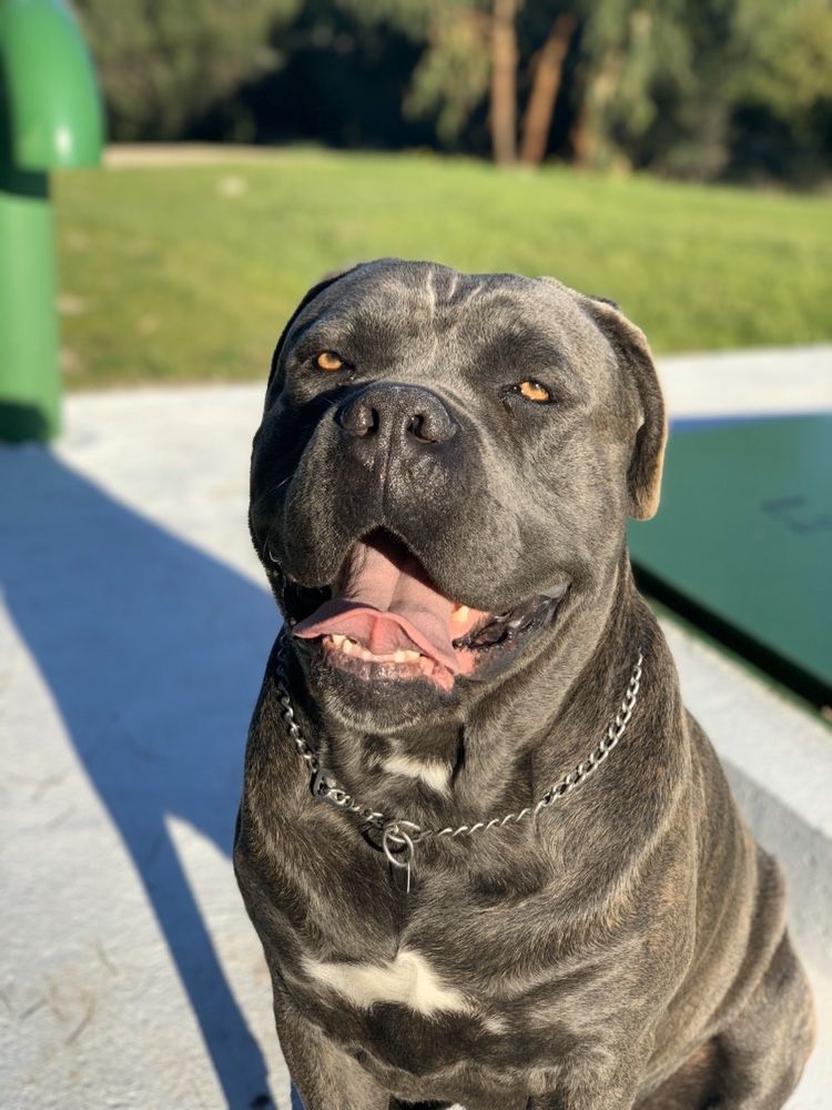 Cane corso p/acasalar