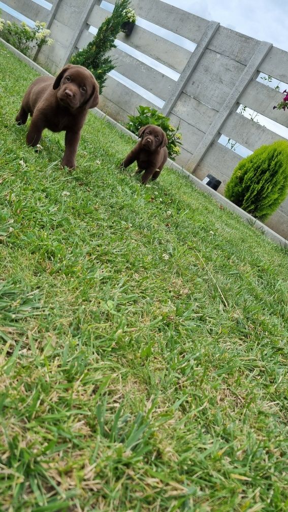 Labrador retriever pies