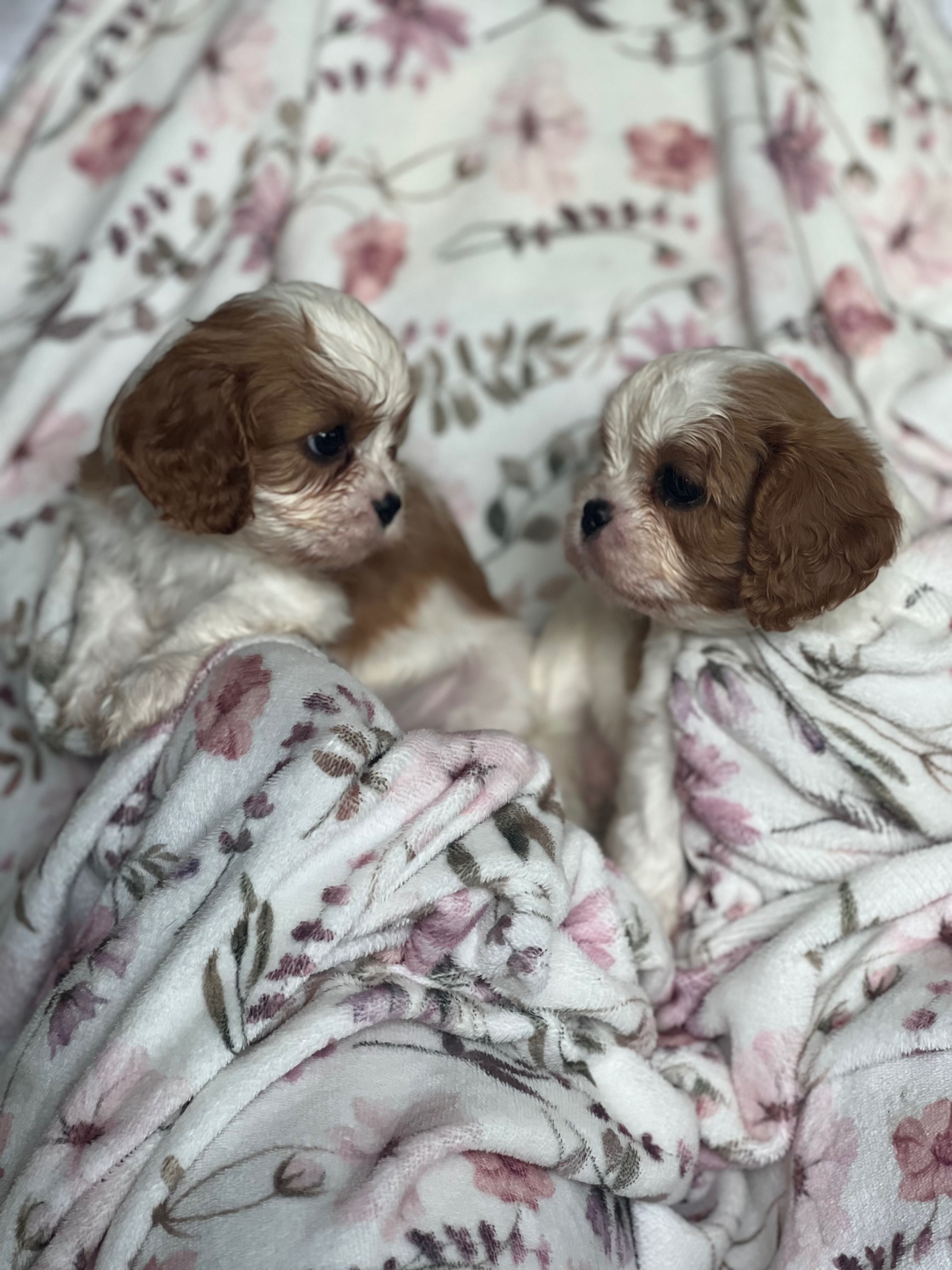 Cavalier king charles spaniel fci