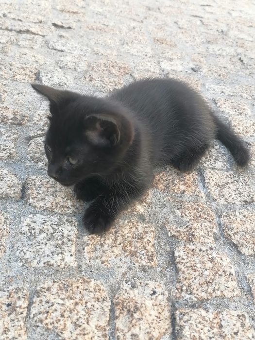 Gatinha pretinha para dar