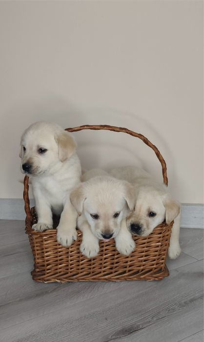 Лабрадор щеня чистокровне