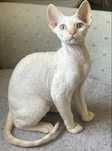 Kocur devonrex rudy point gr A mozliwa zamiana
