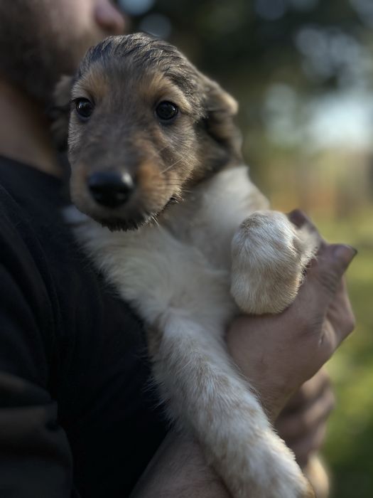 Do adopcji szczenietą po mamie Szkocki Collie