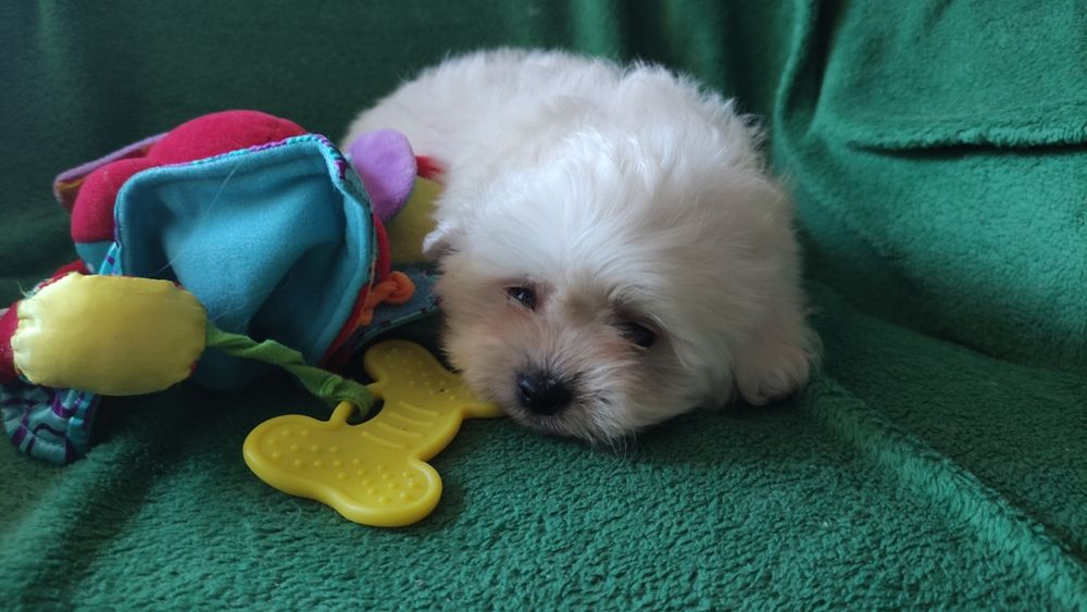 Maltipoo chłopiec Warszawa maltańczyk pudel