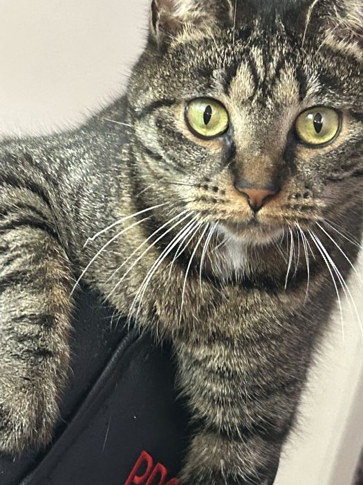 Oddam kotka 3 letniego