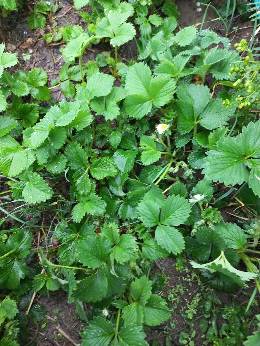 Клубника (полуниця) високоврожайна