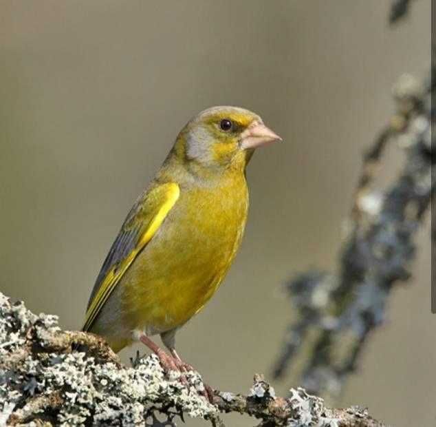 Varias aves de Fauna anilhadas