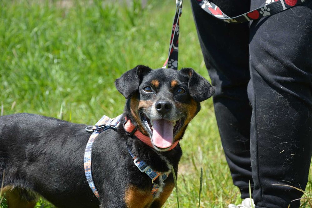 Uśmiechnięty Odi szuka domu ADOPCJA