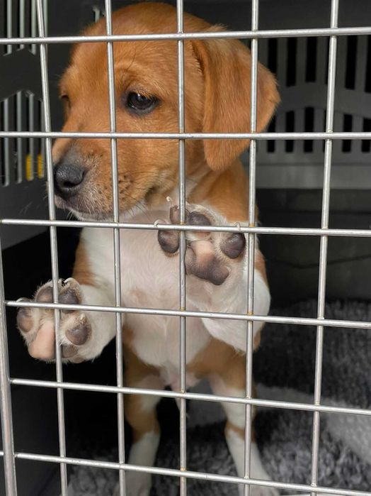 Международная перевозка животных (доставка) в Европу (ЕС) Польшу