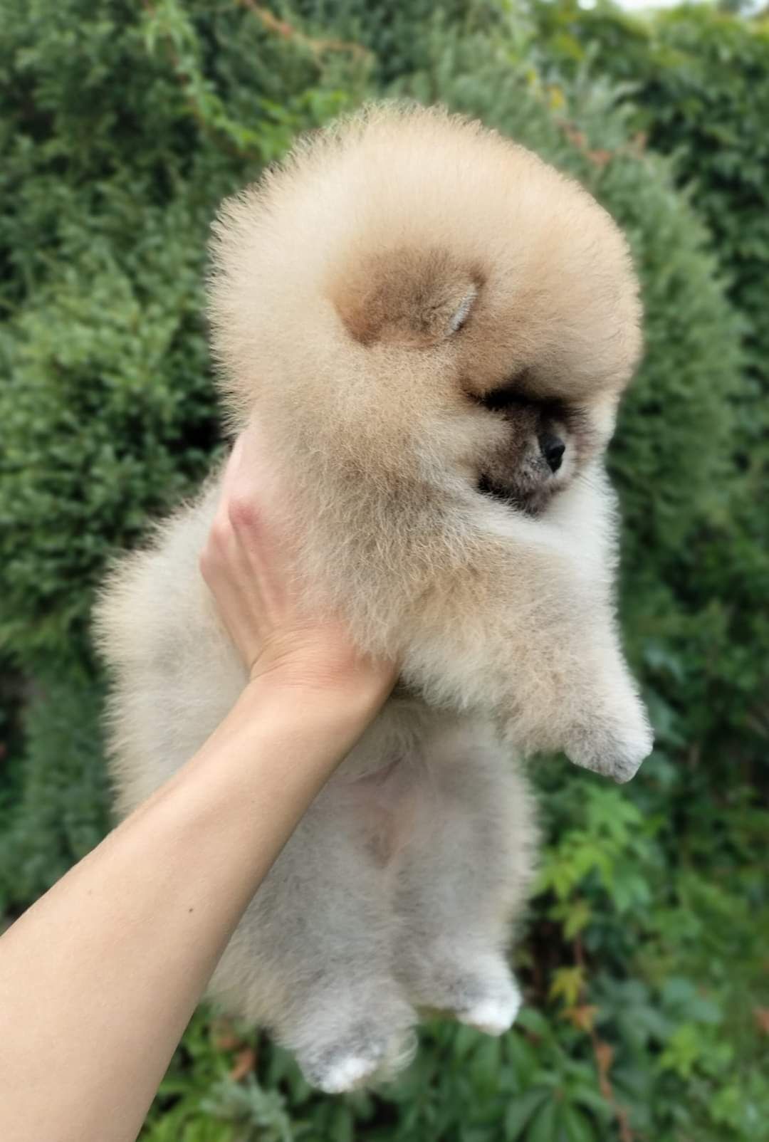 Szpic miniaturowy BOO Pomeranian ZKwP FCI