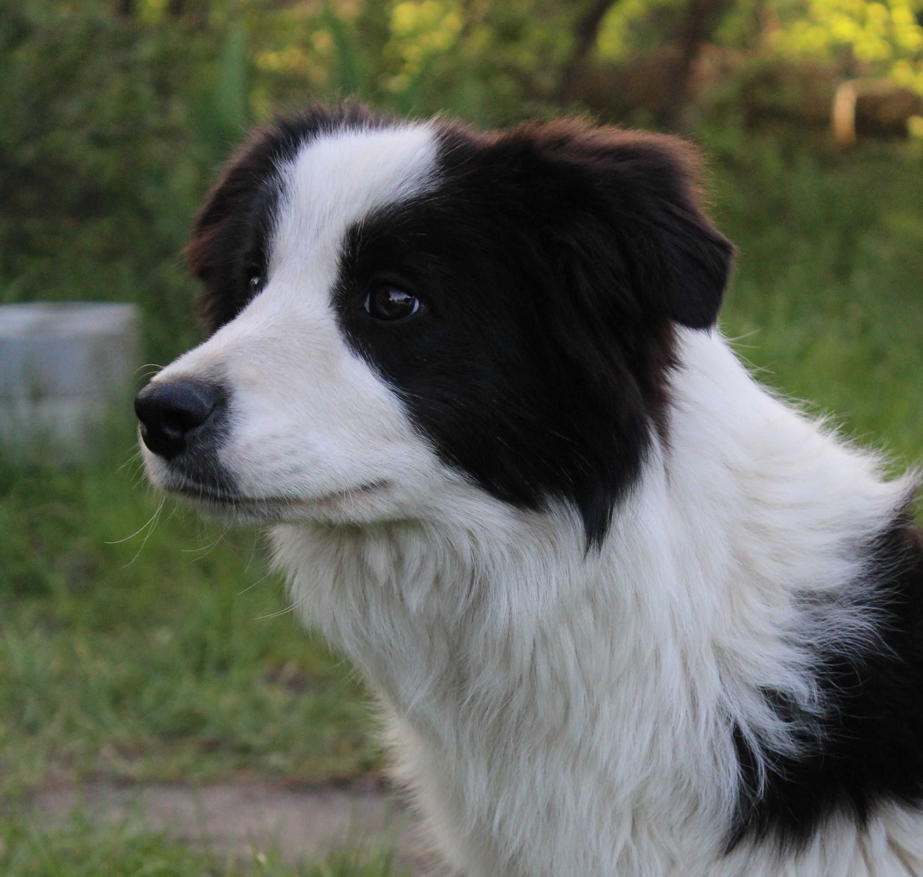 Piesek Border Collie ZKwP/FCI