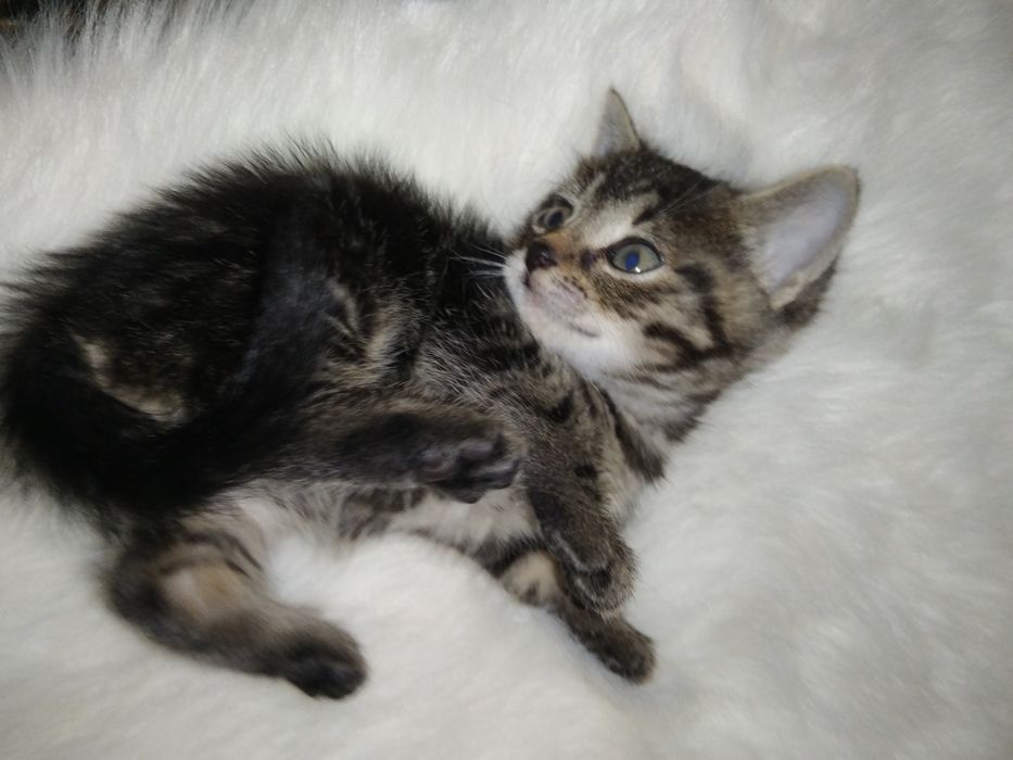 Пухнастий комочок щастя.