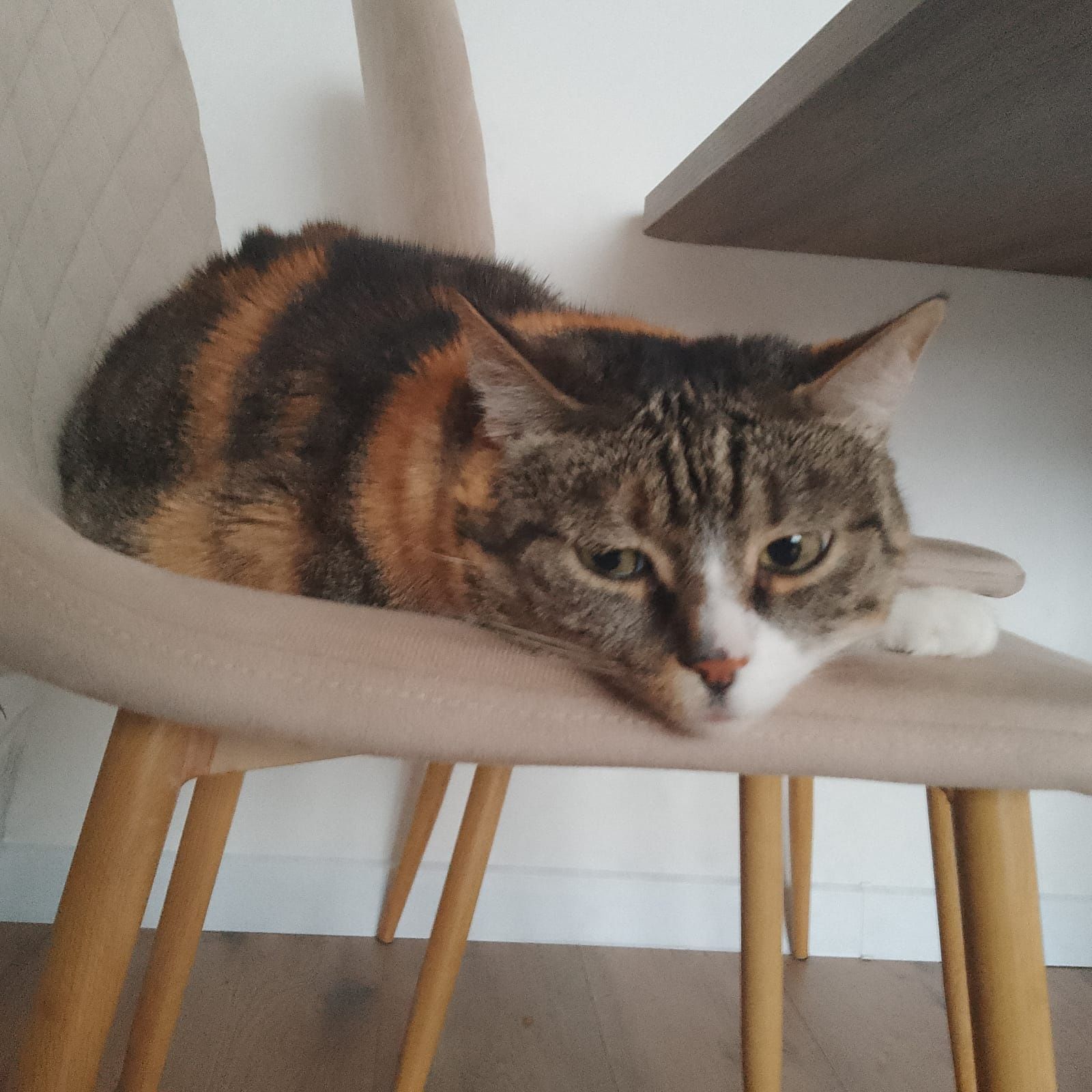 Kot serce oddam miłość