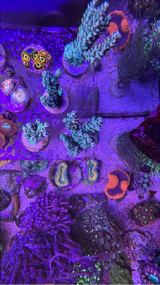 Corais / Frags para aquario de agua salgada