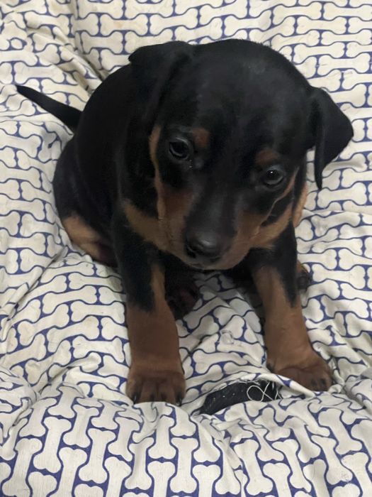 Продам цуценят породи Цвергпінчер