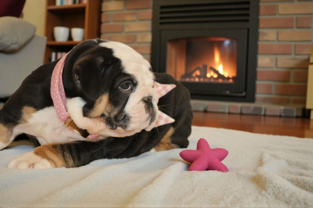 Buldog angielski suczka sprzedam. Gotowa do odbioru.