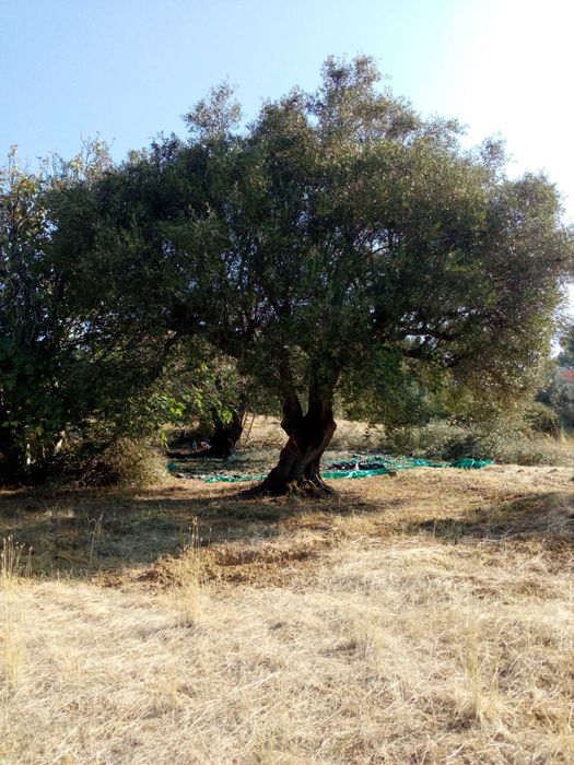 Azeite novo biológico de oliveiras centenárias
