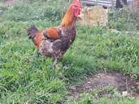 Galos do campo  caseiros