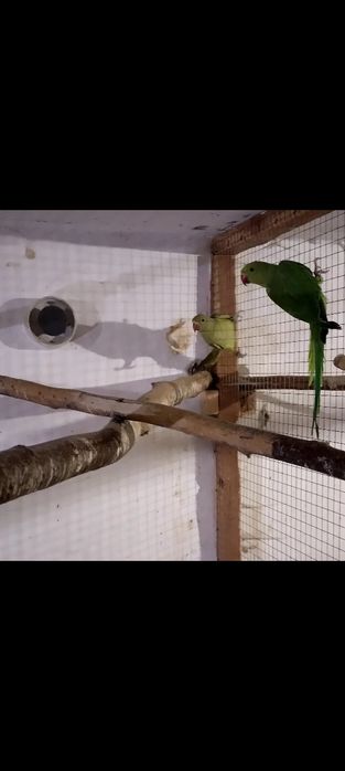 Aleksandretta / aleksandretty