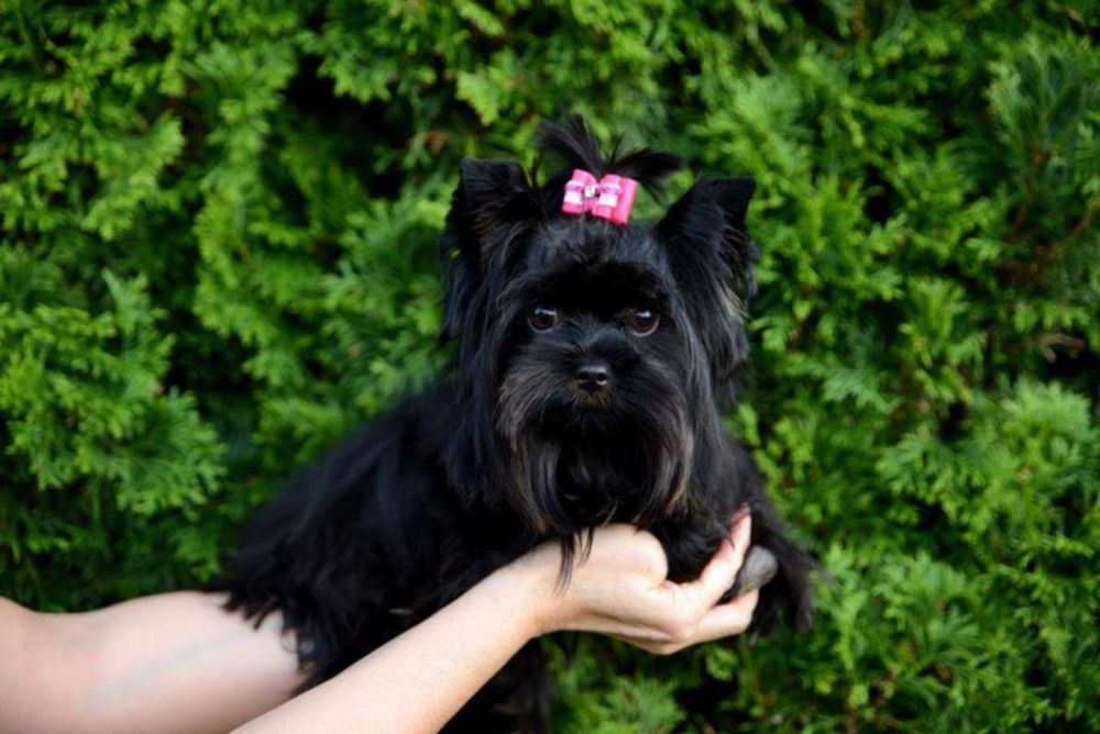 Yorkshire terrier sunia ciemne umaszczenie