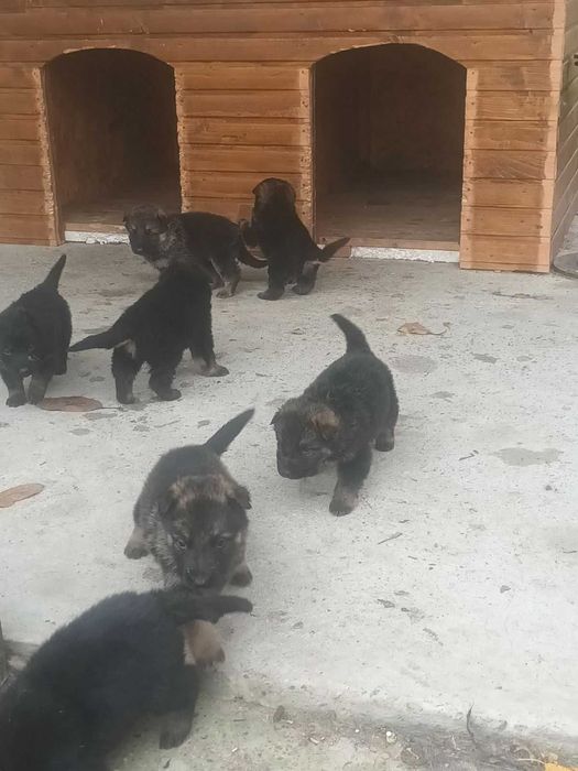 цуценята німецької вівчарки