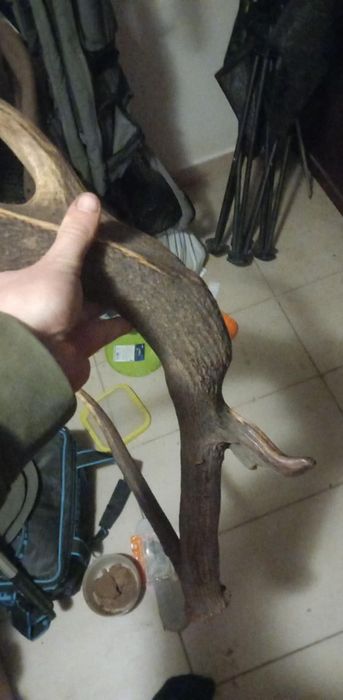 Super Mylkus jelenia