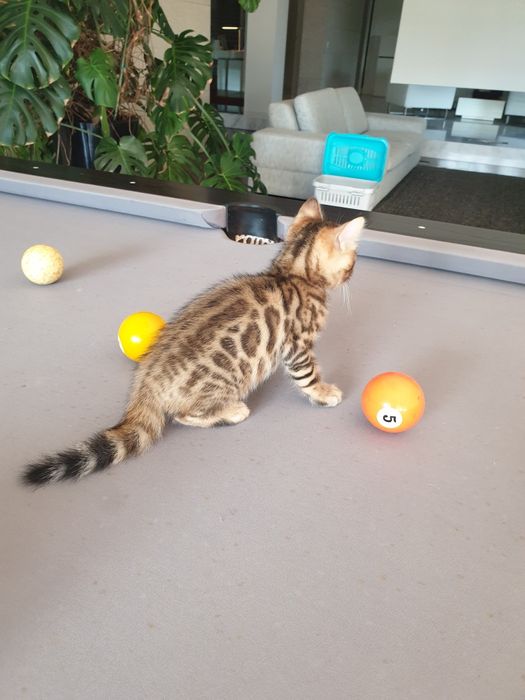 Gato de Bengala maravilhoso