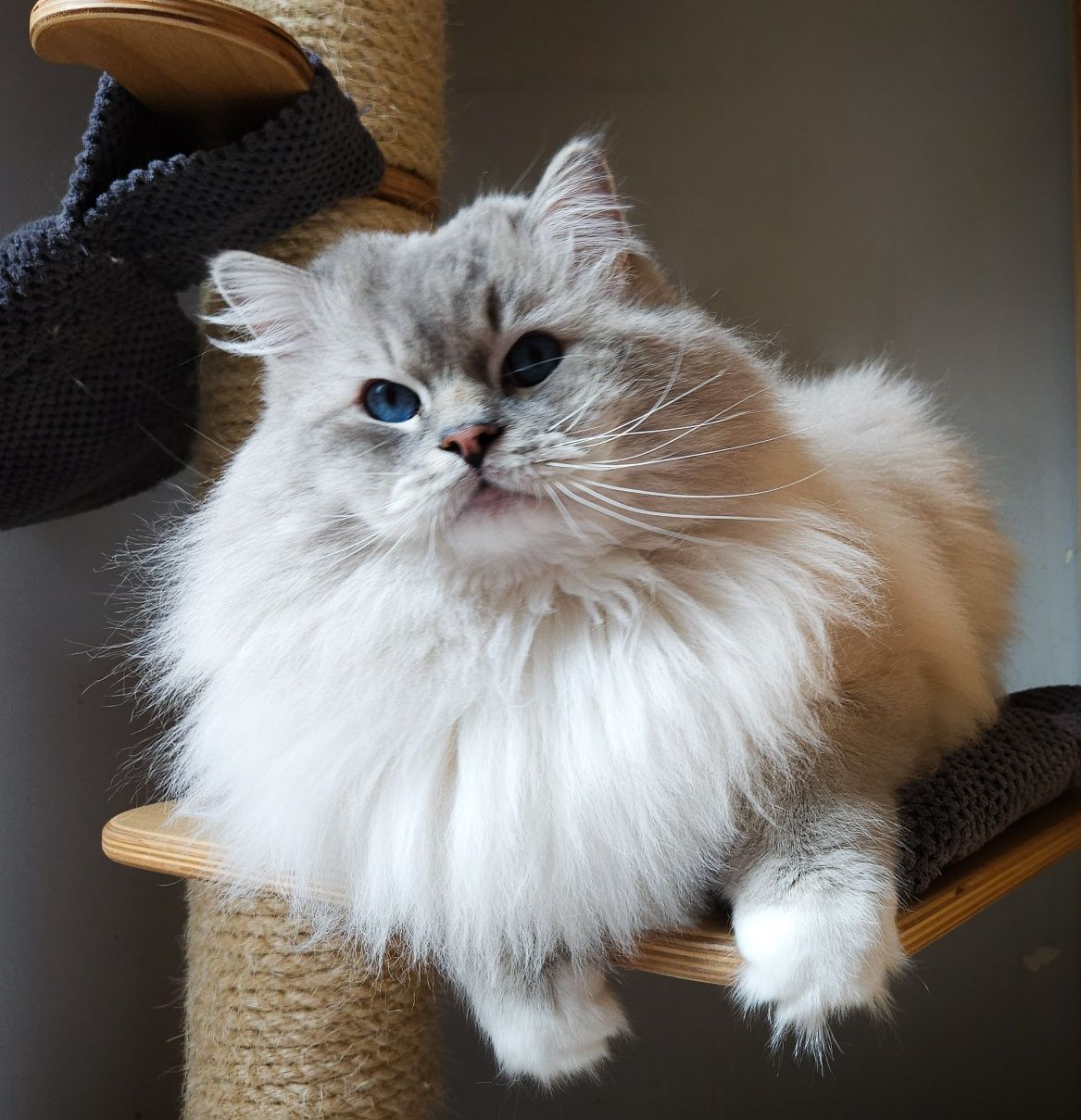 Ragdoll Kocurek do adopcji z legalnej hodowli