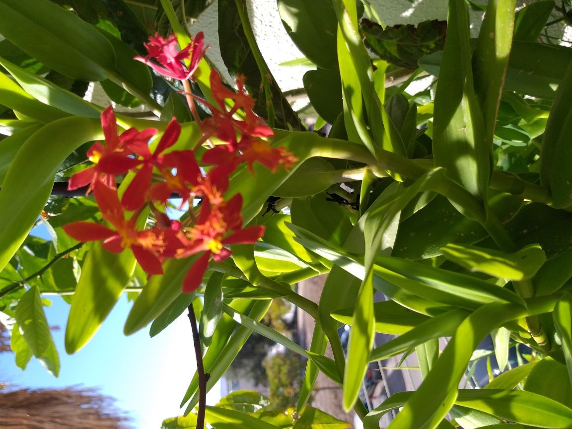 Orquídea Rara lindíssima. Promoção essa semana 2 mudas por 5€